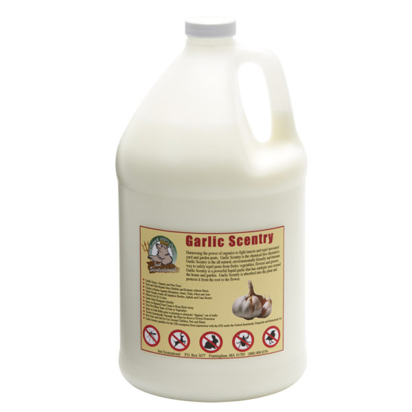 Just Scentsational Garlic Scentry - Gallon