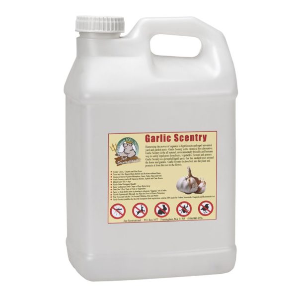 Just Scentsational Garlic Scentry - Concentrate Gallon
