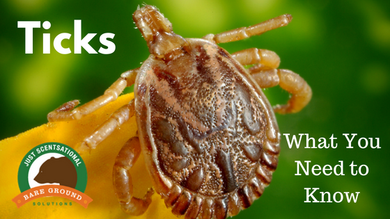 Ticks_ What You Need to Know